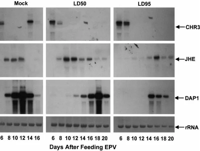 Fig. 6.Northern hybridization analyses of CHR3, CfJHE and DAP1 mRNAs in C. fumiferana larvae fed water (control), or the LD50 dose orLD95 dose of CfEPV (treatments)