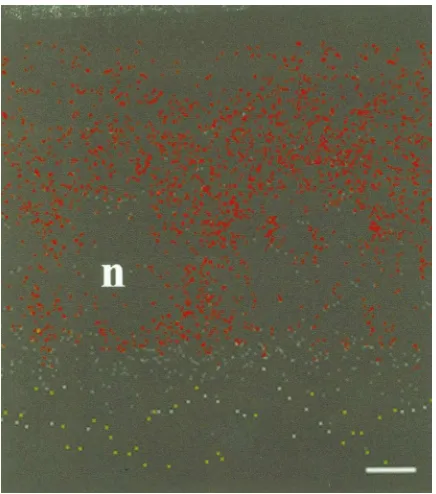 Fig. 5.The ﬂuorescence of follicular epithelium exposed in vitro toincubated in 1 mM cycloheximide for 30 min before exposure to rho-T3 at room temperature