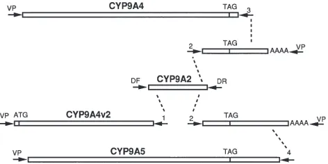 Fig. 5.Relative mRNA levels in the midgut of 5th instar larvae ofM. sexta, measured by Northern blot hybridization with the CYP9A2probe in response to the addition of various chemicals to the diet