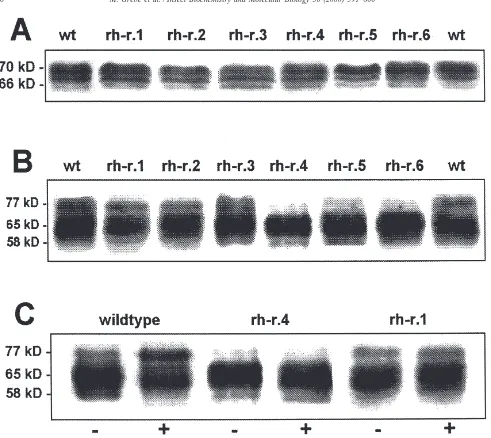 Fig. 4.Western blot of 0.4 M NaCl extracts from wild-type and resistant subclones of Chironomus tentans cell line