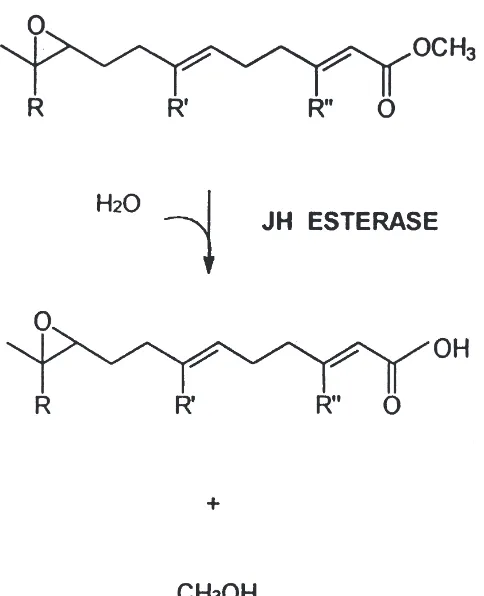 Fig. 1.Enzymatic reaction catalyzed by JHE. Note that the JH esterIII: RJH I: Ris in a chemically stable α,β-conjugated system