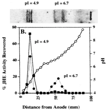 Fig. 3.Enzymatic activity analysis of JHE afﬁnity eluate and crude 100,000on JH III as a function of distance in mm from the anode