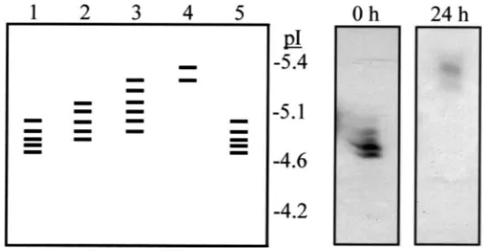 Fig. 10.Dot blots of 0.5incubated under the same conditions and applied to the dot blots