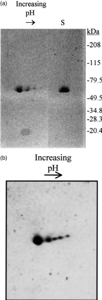 Fig. 4.(a) Two-dimensional electrophoresis [isoelectric focussing(pH 4–6.5) followed by SDS–PAGE (10–15% gradient gel)] of puriﬁedbrown planthopper esterases, together with the same esterases applieddirectly to the SDS–PAGE gel (lane S)