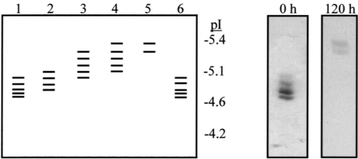 Fig. 5.Diagrammatic representation of the banding pattern of brown planthopper esterases applied to an isoelectric focussing gel (pH 4–6.5)The inset boxes show the actual banding pattern of these esterases on the isoelectric focussing gel at 0 h and 24 h