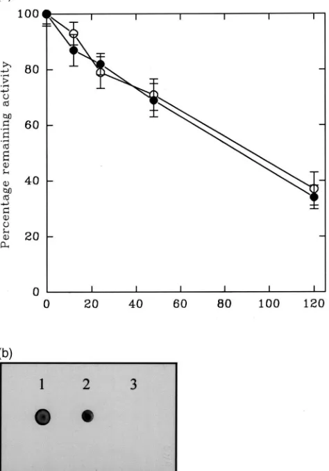 Fig. 7.(a) Mean percentage remaining(b) Dot blot of aliquots of the same N-glycosidase A incubations with-drawn at 0 h (sample 1) and 120 h (sample 3)