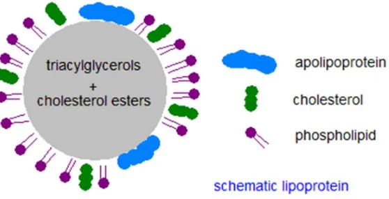 Gambar 2.3 Struktur Lipoprotein Plasma 