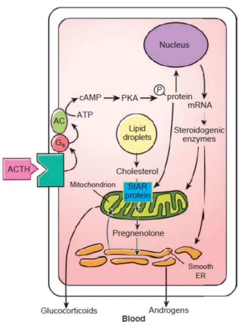 Gambar 2.7 Mekanisme Kerja ACTH dalam Sintesis Hormon Korteks Adrenal 