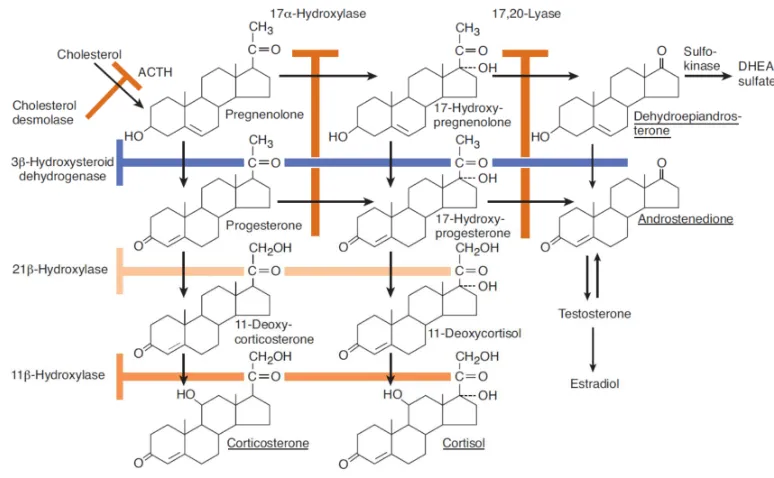 Gambar 2.8 Biosintesis Hormon Korteks Adrenal 