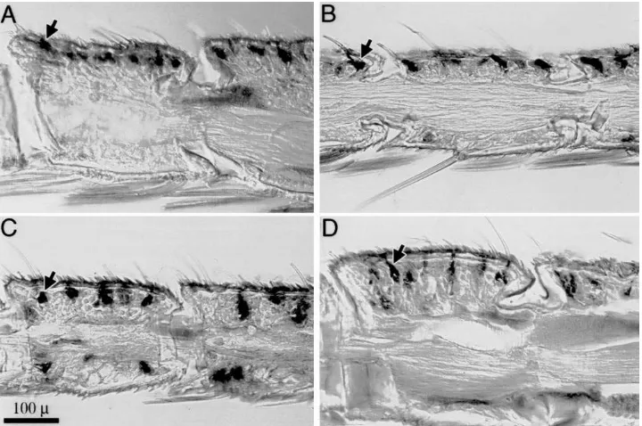 Fig. 5.Immunocytochemical localization of PBP and GOBP within antennae of male and femalemale (A) and female (B) antennal segments revealing focussed immunostaining of PBP in epidermal cells below long olfactory sensilla