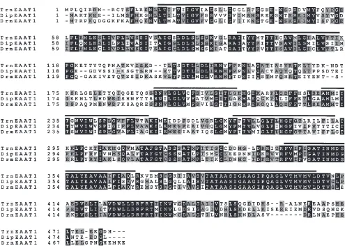 Fig. 1.Amino acid sequence comparison of glutamate transporters cloned from insects. Residues identical in all 3 sequences are shaded in black,while positions having 2 out of 3 matches are shaded grey