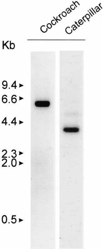 Fig. 2.Expression of glutamate transporter mRNAs. RNAs extracted(and transferred to nylon membranes.from the brains of the cockroach (D