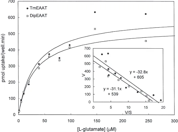 Fig. 3.High-afﬁnity Na+-dependent [3H]L-glutamate uptake by cells expressing DipEAAT1 or TrnEAAT1