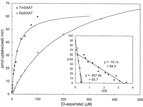 Fig. 6.Stereoselective inhibition of DipEAAT1 by aspartate. Theinhibition of 0.44 µM [3H]L-glutamate uptake by cells expressingDipEAAT1 by different concentrations of D-aspartate (solid squares)was compared with the inhibition of [3H]L-glutamate uptake by 