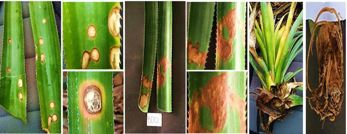 Gambar 1. Gejala penyakit pada daun dan akar nanas  