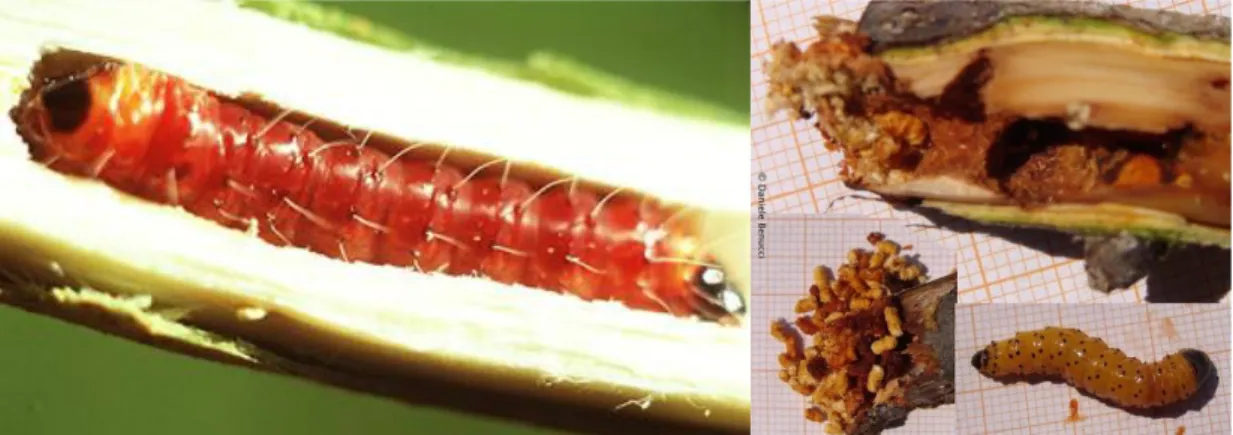 Gambar 5. Serangga kumbang penggerek batang/ranting famili Cerambycidae 
