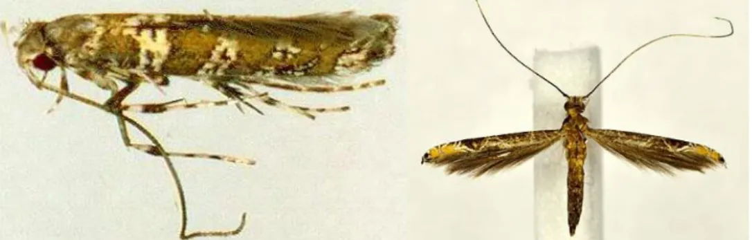 Gambar 9. Serangga ngengat PBK (Conopomorpha cramerella) 
