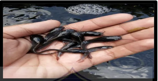 Gambar 2. Bentuk Ikan Lele Dumbo (Clarias gariepinus) 