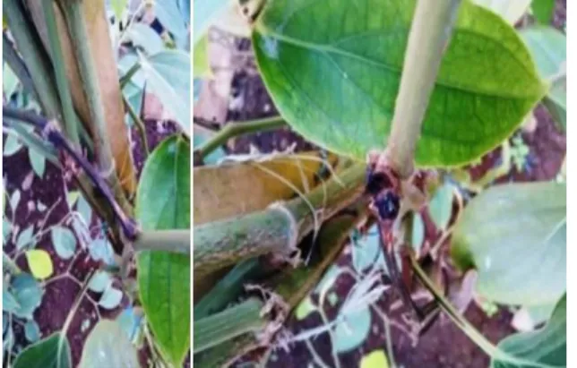 Gambar 2. Bibit lada yang diserang L. piperis  
