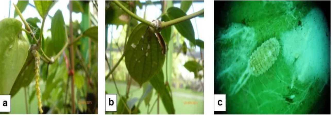 Gambar 5. Gejala serangan dan imago P. minor pada lada, (a) Bunga lada yang terserang (b) daun dan ketiak  daun yang terserang dan (c) imago P
