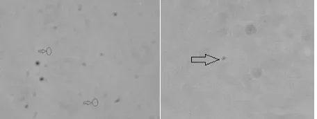 Figure 2. Transmission electron microscopy of isolates KD3a(Sulfolobus_005) and KD4m (Sulfolobus_008); celldiameter is around 1.5 µm (platinum shadowed).