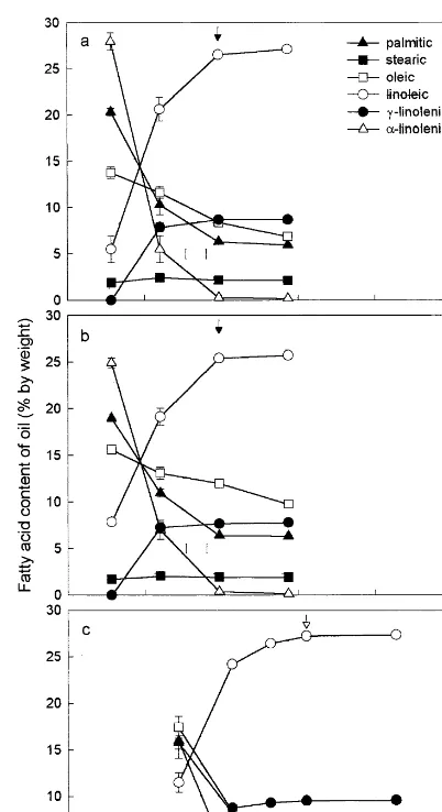 Fig. 1. Variation over time in the fatty acid composition of theseed oil in overwintered evening primrose cv
