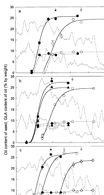 Fig. 3. Variation over time in the oil content of the seeds ofevening primrose (solid lines) and thewhich the crops had reached growth stage 5,95