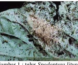 Gambar 1 : telur  Spodoptera litura 