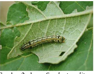 Gambar 2 : larva Spodoptera lituraSumber : http:/larva gambar larva  Spodoptera litura.ac.id 