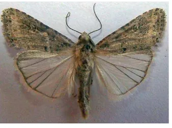 Gambar 4 : imago Spodoptera lituraSumber : http://www.imago gambar imago  Spodoptera litura.ac.id 