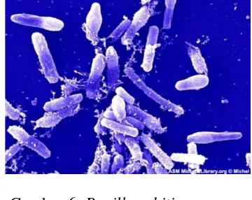 Gambar 6. Bacillus chitinosporous Sumber : www.http. Bacillus sp.co.id 