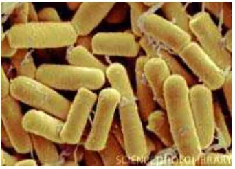 Gambar 7 : Bacillus thuringiensis 