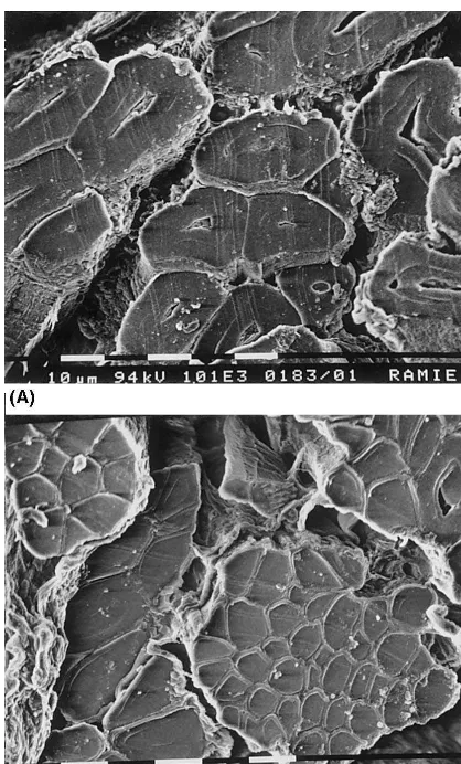 Fig. 4. Cross section micrography of Ramie (a) and SpanishBroom (b) ﬁbres.