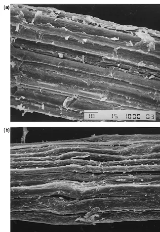 Fig. 5. Longitudinal view of Ramie (a) and Spanish Broom (b) ﬁbres obtained by SEM.