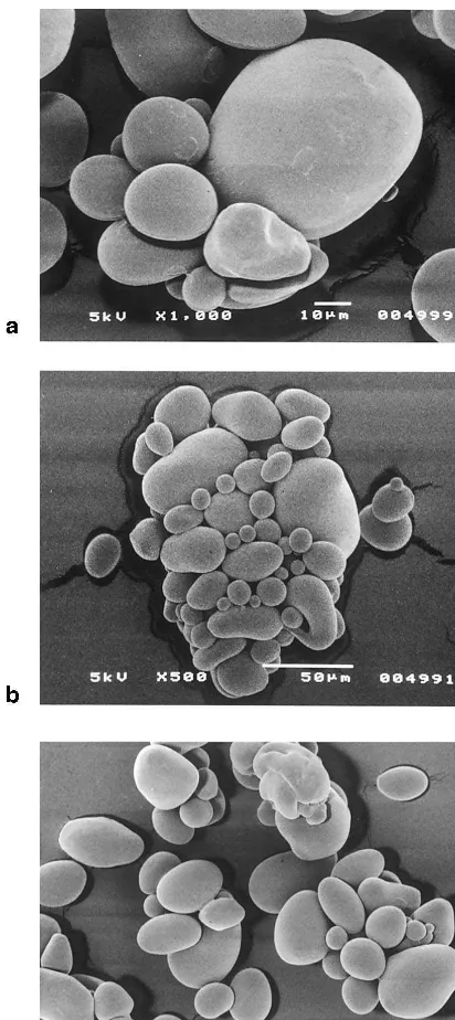 Fig. 6. SEM microphotographs of inorganic starch esters. (a)Industrial product; (b) microwave product obtained at 105°C;(c) microwave product obtained at 125°C.