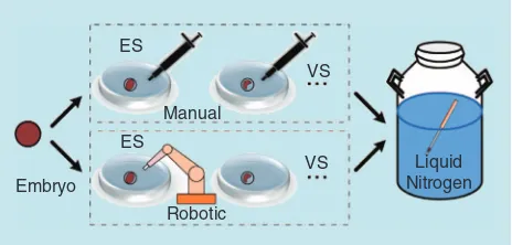 Figure 1. The schematic showing the manual and RoboVitri approaches. Vitrification involves multiple steps of cell pick and place before freezing in liquid nitrogen.