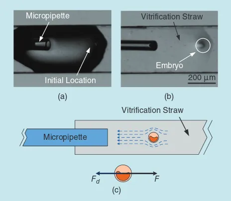 Figure 5. A processed embryo placed on the vitrification straw tip. (a) An embryo is deposited onto the straw by dispensing the VS medium out of the micropipette