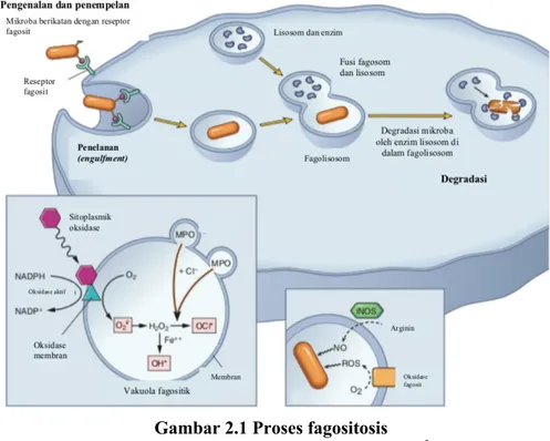 Gambar 2.1 Proses fagositosis