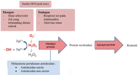 Gambar 4.3 Skema mekanisme pertahanan antioksidan 