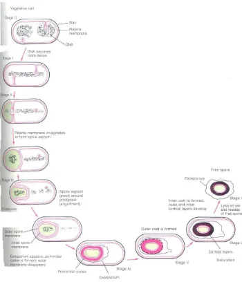 Gambar 4.2  Tahap perubahan morfologi dan biokimia yang berhubungan dengan sporulasi pada eksponensial pada to ketika setiap sel vegetatif mengandung dua kromosom, dan Bacillus subtilis