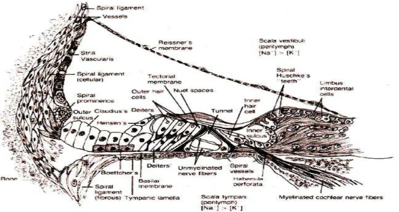 Gambar 2.2 Gambaran koklea bagian tengah (Mills, Khariwala & Weber 