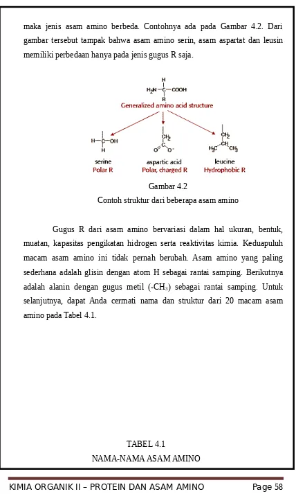 gambar tersebut tampak bahwa asam amino serin, asam aspartat dan leusin