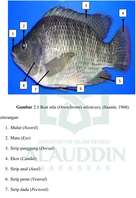 Gambar 2.1 Ikan nila (Oreochromis niloticus), (Saanin, 1968).  Keterangan:  