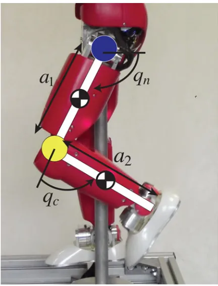 Fig. 1.Two-link manipulator obtained from the iCub’s leg.