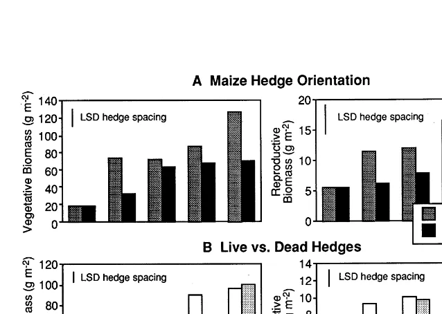 Fig. 4. Effect of maize hedge spacing on vegetative and reproductive wheat biomass for maize hedges oriented E–W and N–S (A)and live and dead maize hedges (B).