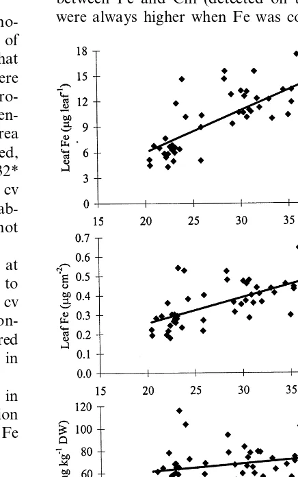 Fig. 1. Relationship between leaf Chl and leaf dry weight perunit of leaf area (SLW) as detected in 1995, 60 days after fullbloom of cv Spring Red.