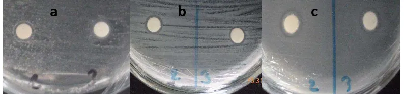 Gambar 1. Zona Hambat Senyawa Antimikroba Bacillus cereus DA 5.2.3 Pada pH 5 dan NaCl 2% Terhadap (a) Staphylococcus aureus; (b) Salmonella sp.; (c) E.coli 