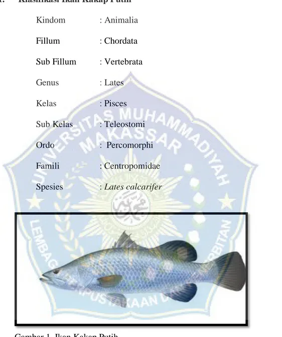 Gambar 1. Ikan Kakap Putih 