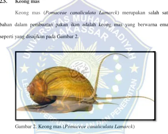 Gambar 2. Keong mas (Pomaceae canaliculata Lamarck) 