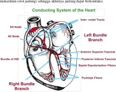 Gambar 2.5. Sistem konduksi jantung (Sumber: Niebauer, 2006: 15-34) 